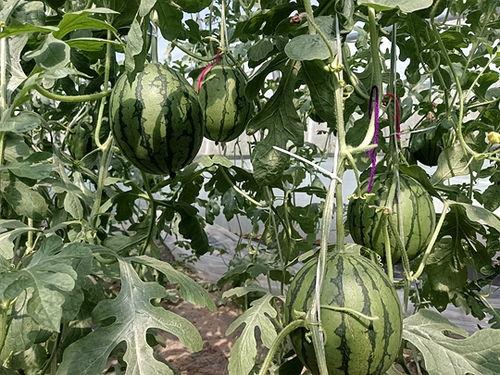 青州小吊瓜今日价格行情,价格行情一览”