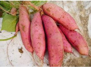 山东龙九地瓜今日价格,实惠之选，市场行情一览