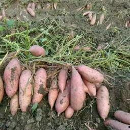 山东龙九地瓜今日价格,实惠之选，市场行情一览