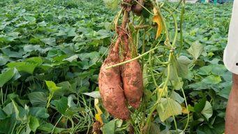 山东龙九地瓜今日价格,实惠之选，市场行情一览