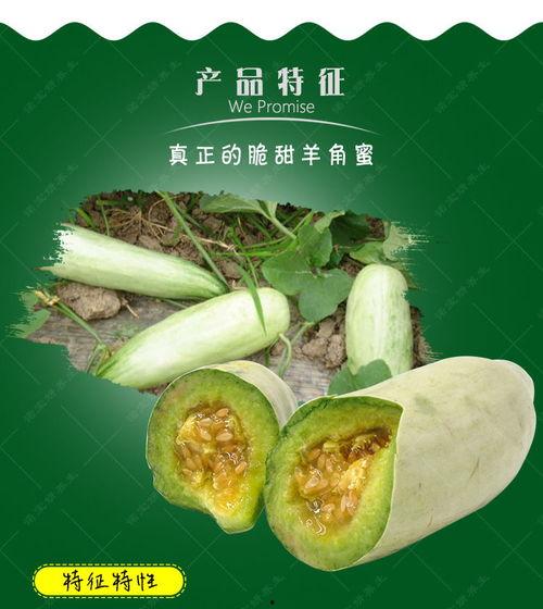 热门羊角瓜种子,热门品种盘点与种植技巧揭秘