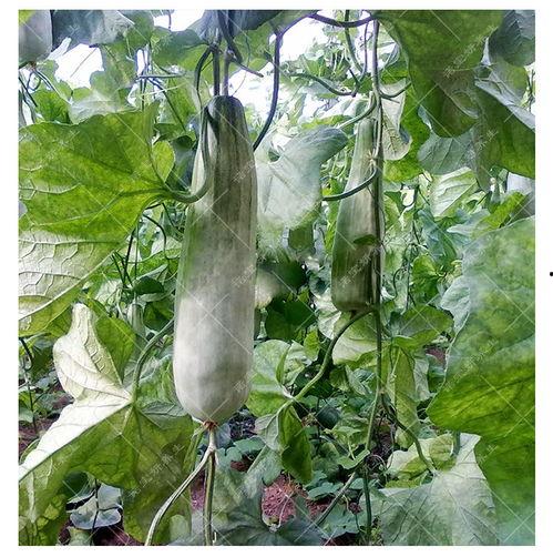 热门羊角瓜种子,热门品种盘点与种植技巧揭秘