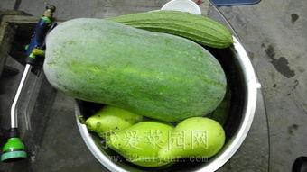 抖音热门瓜图片,揭秘热门瓜背后的真相与秘密