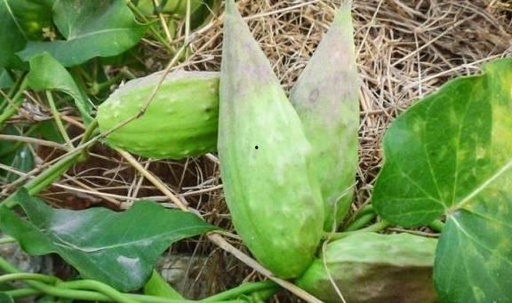 以前热门的瓜,揭秘那些年我们追过的热门瓜